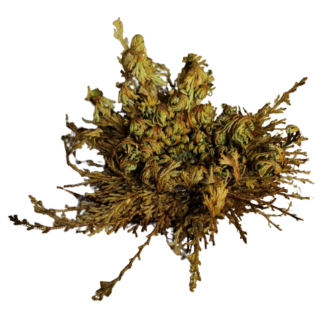 La Rosa di Gerico - Magia, Rinascita e Potenza Energetica