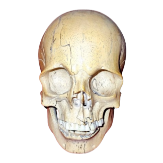 Teschio in Legno di Tamarindo con Mandibola Mobile e Denti di Bufalo – Simbolo di Protezione Spirituale